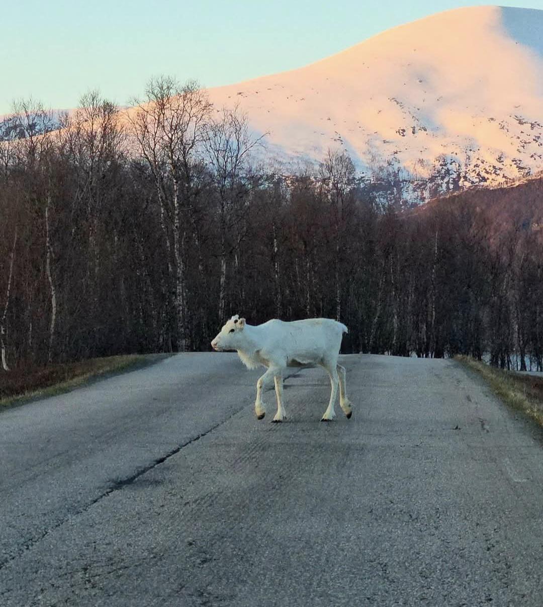 1780413503reindeerareawesome261