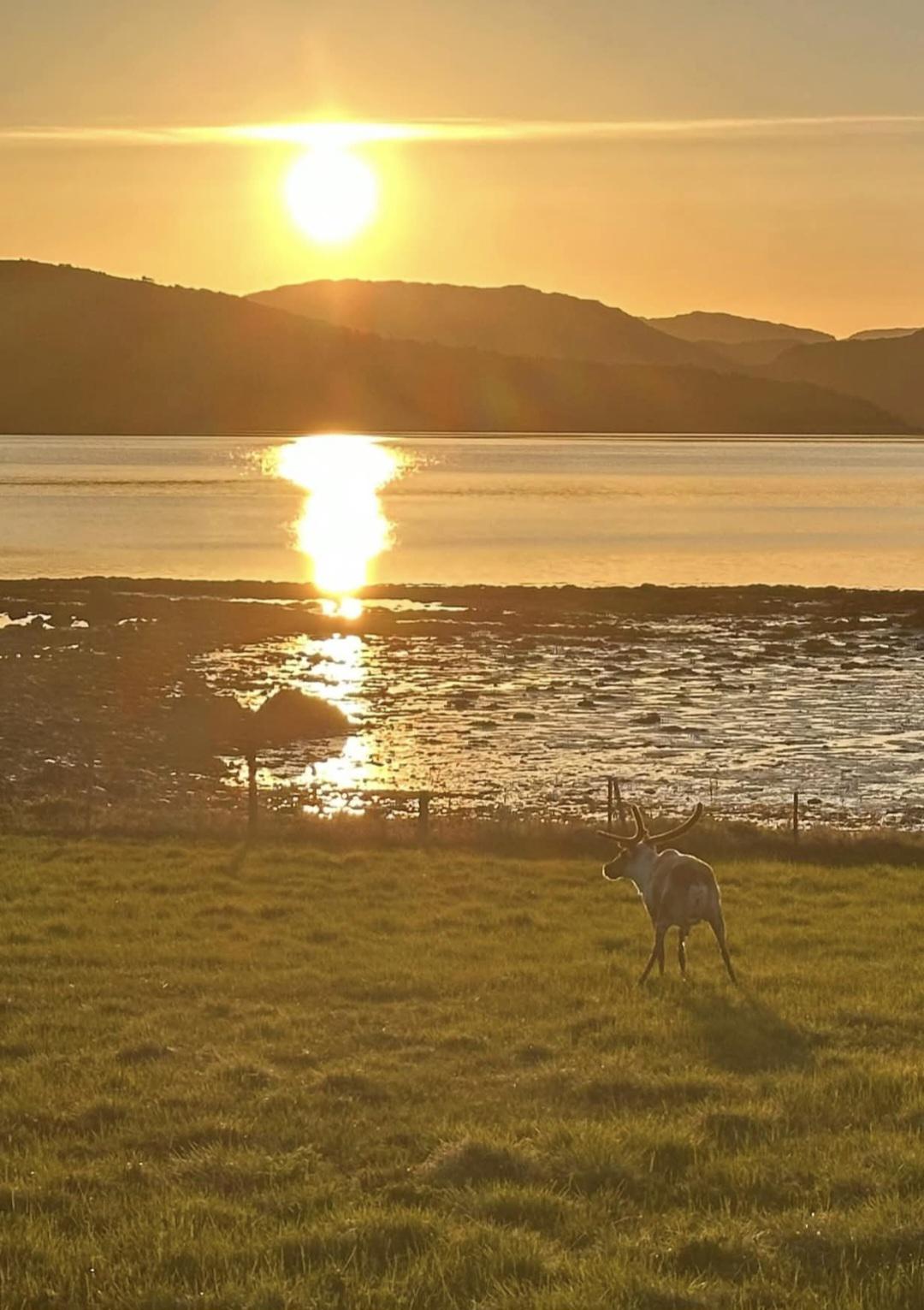 1782968296reindeerareawesome333