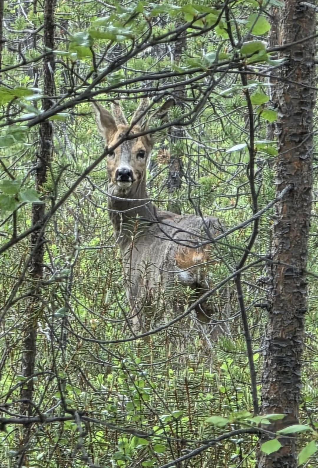 1783680638reindeerareawesome450